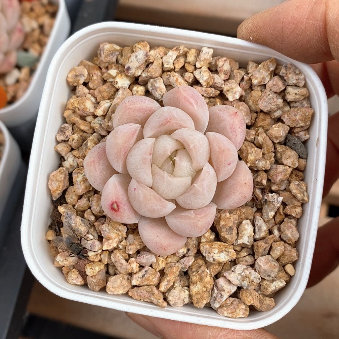 精品多肉一物柏不包整65