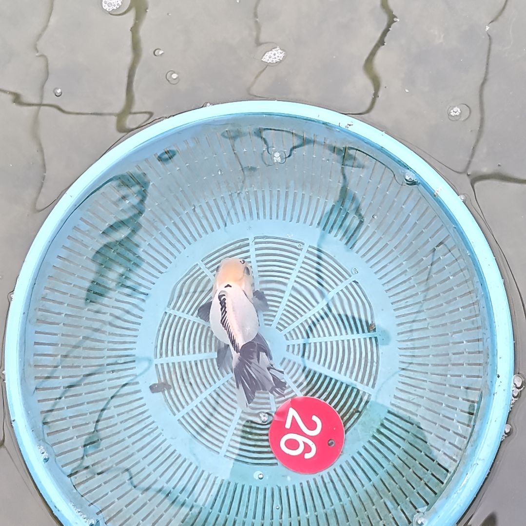 海水鱼26直播间看好下单不退不换到货录完整开箱视频有售后