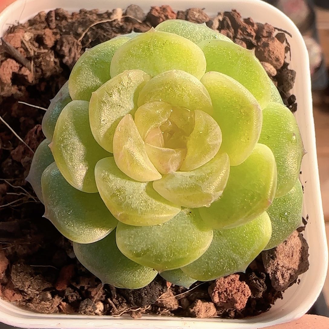 多肉1204-101无尽灯