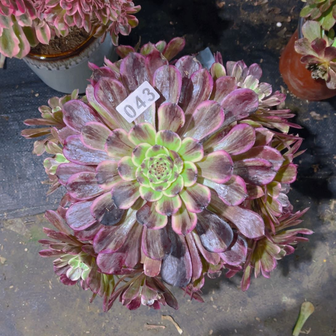 【闪购商品】水墨画043多肉