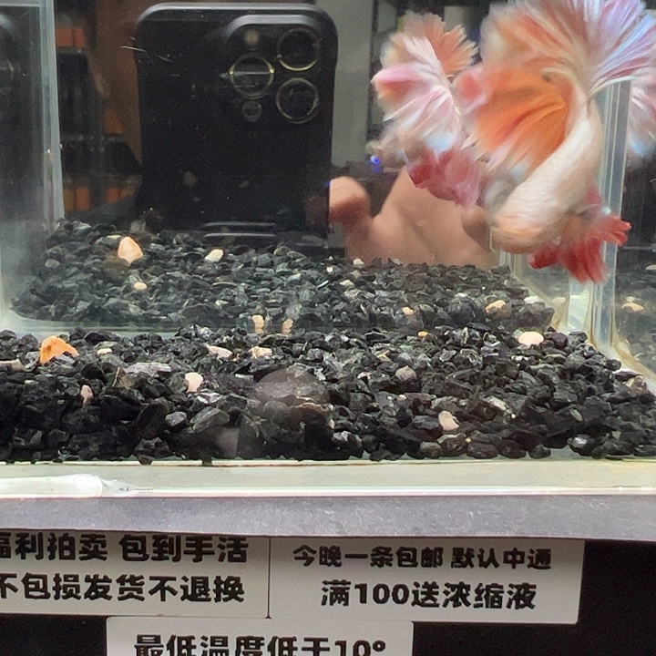 斗鱼竞拍跑单拉黑30日66