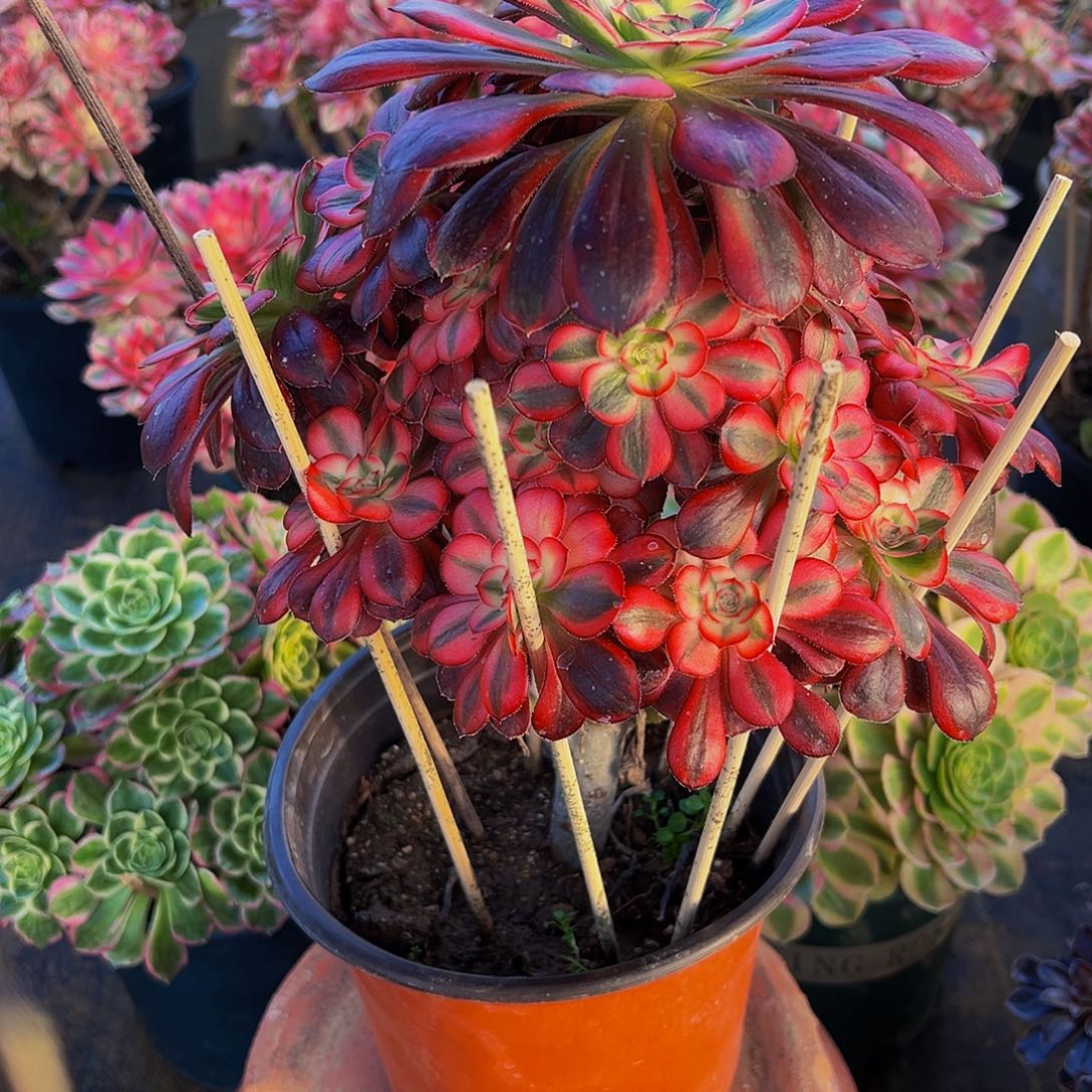 老庄绝美香奈儿法师38.8