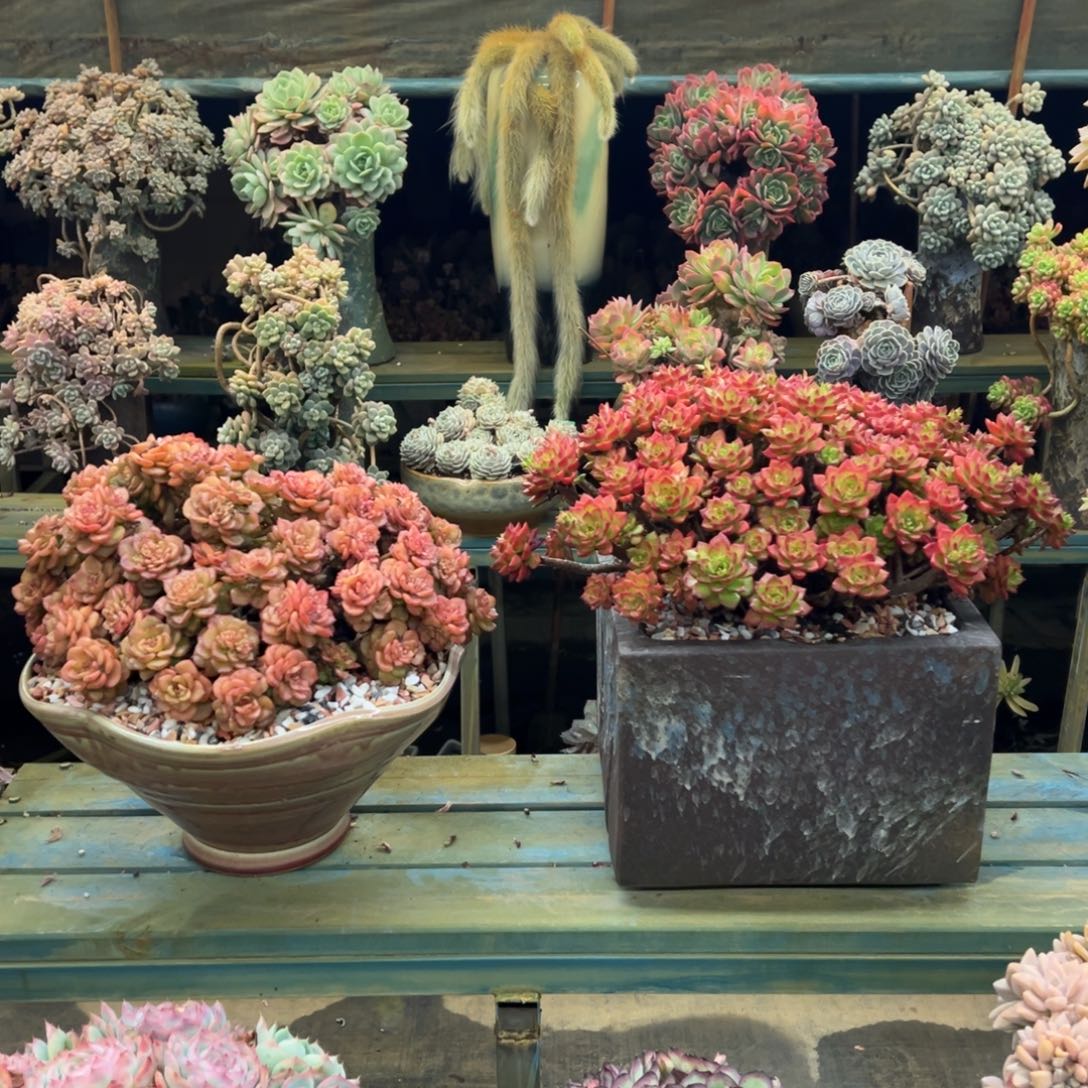 蜡牡丹火焰蒂亚带盆包邮