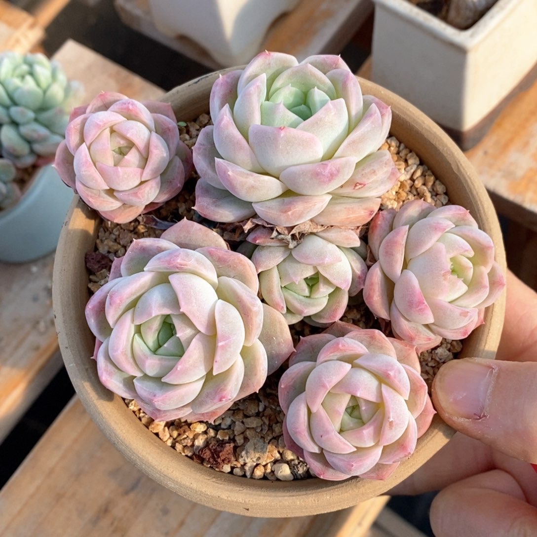 精品多肉一物一拍不包整46