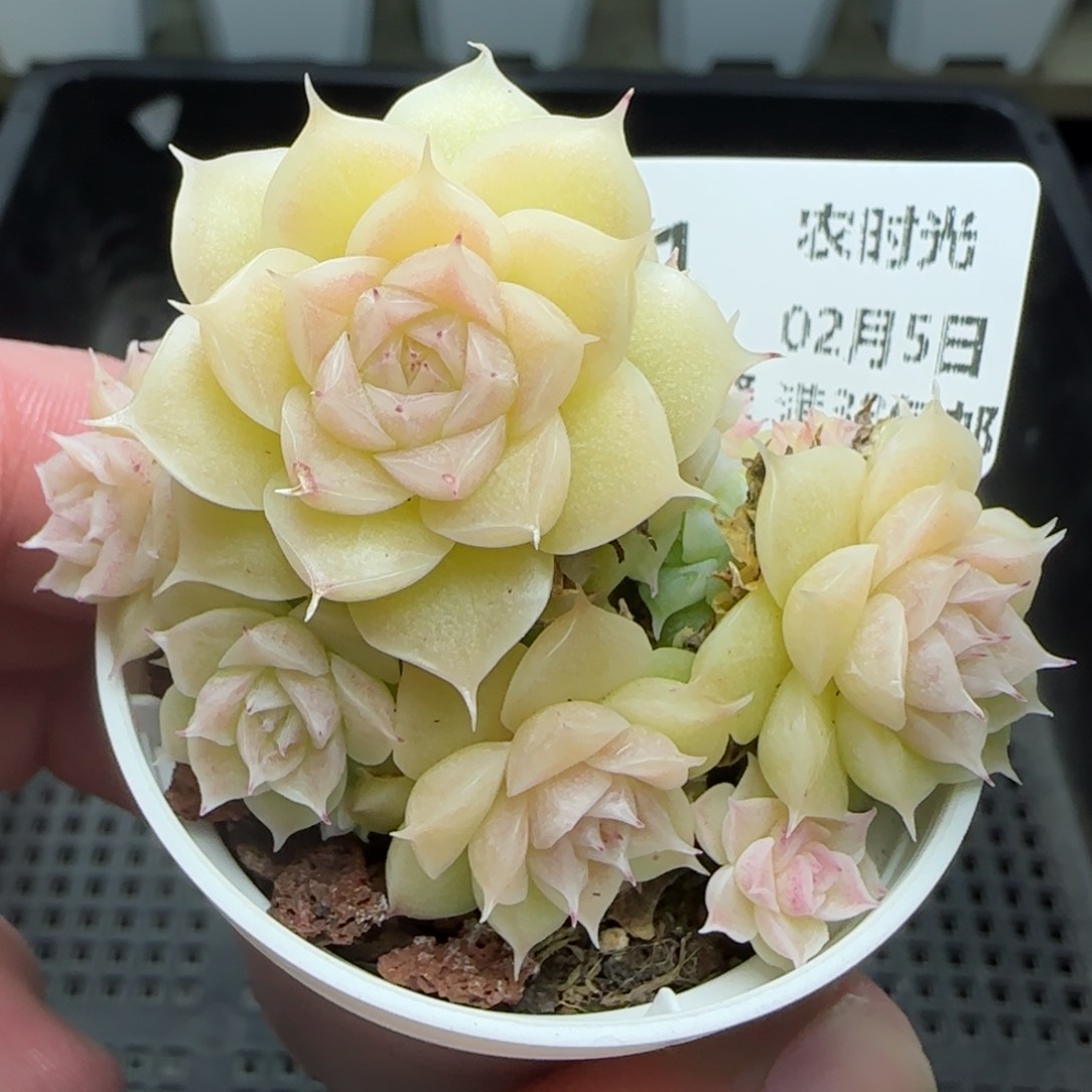 0205-171粉透麦秆