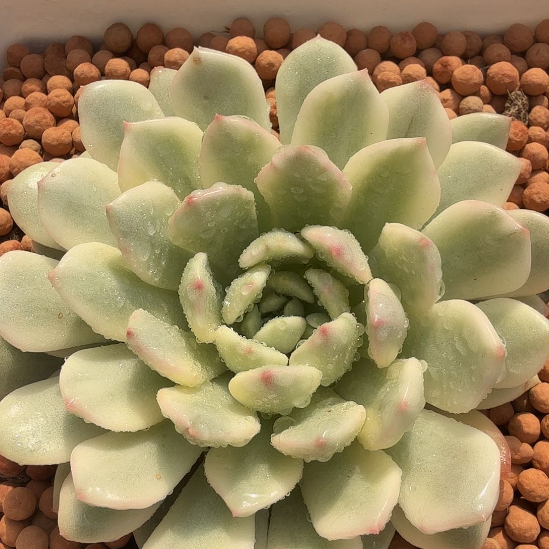 红宝石覆轮锦，多肉植物