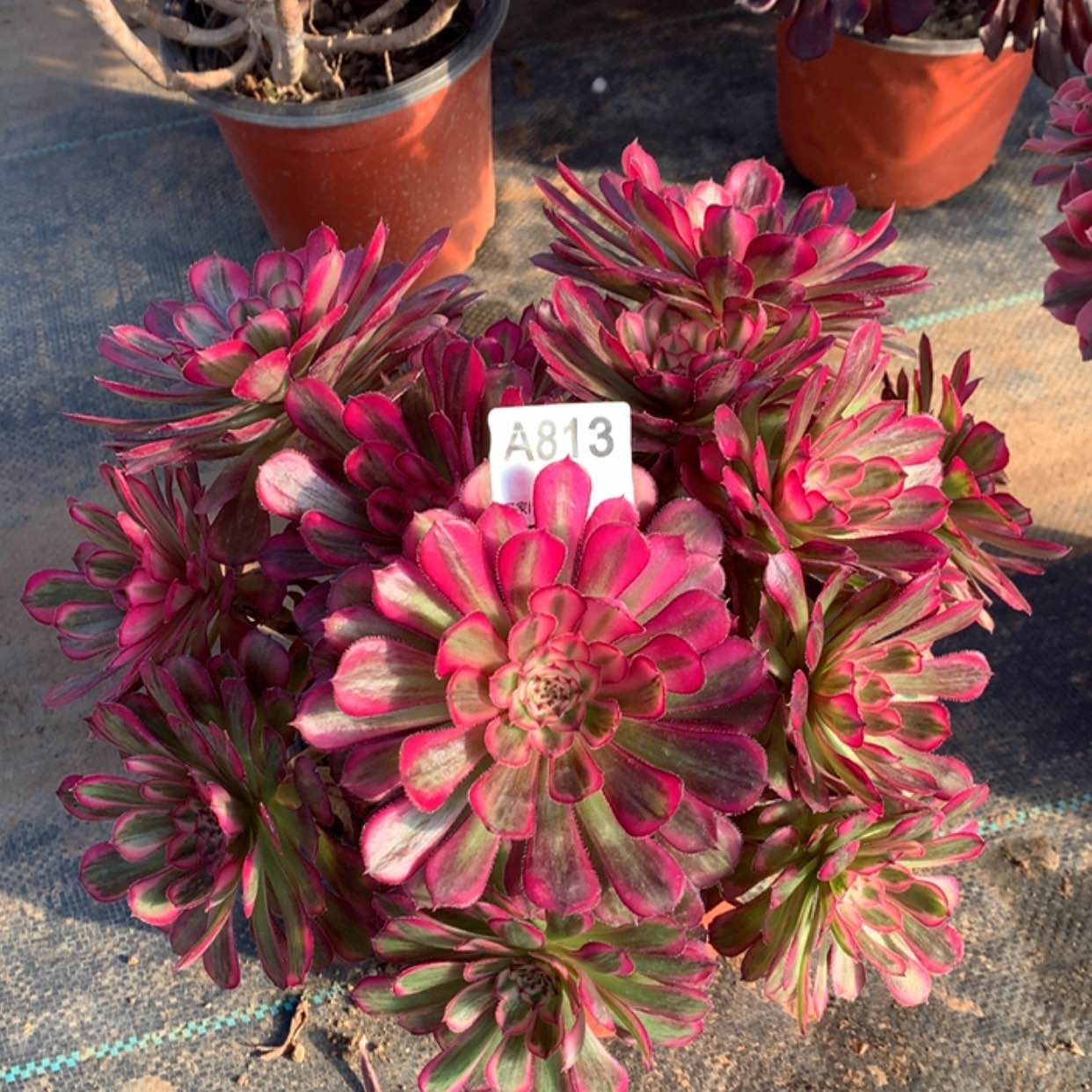 【闪购商品】813白月光