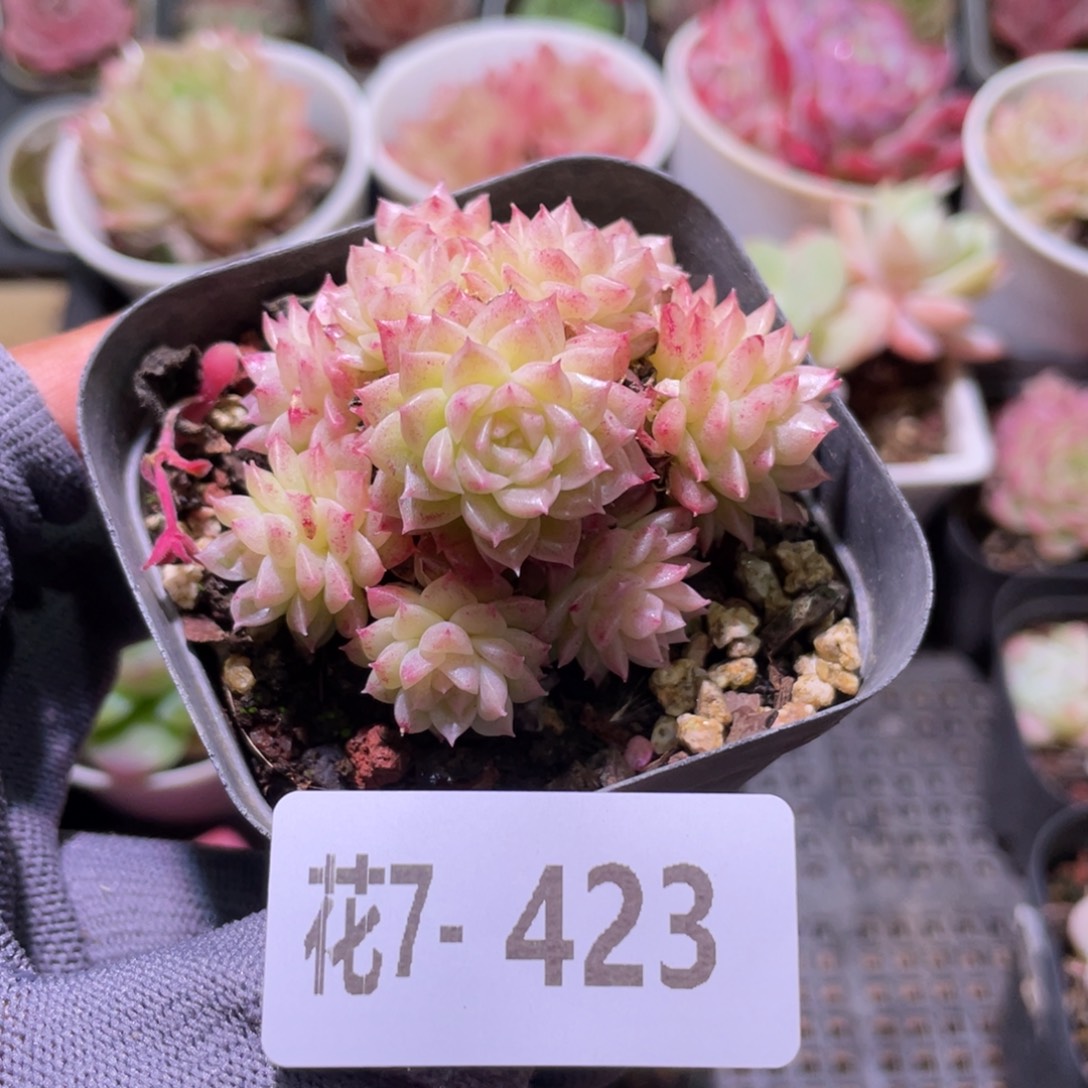 花利美7-423麦秆群