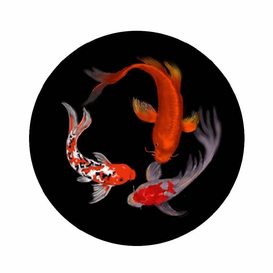 【补差价链接】新疆活体观赏鱼全疆包邮顺丰发货差价点这里不要盲拍