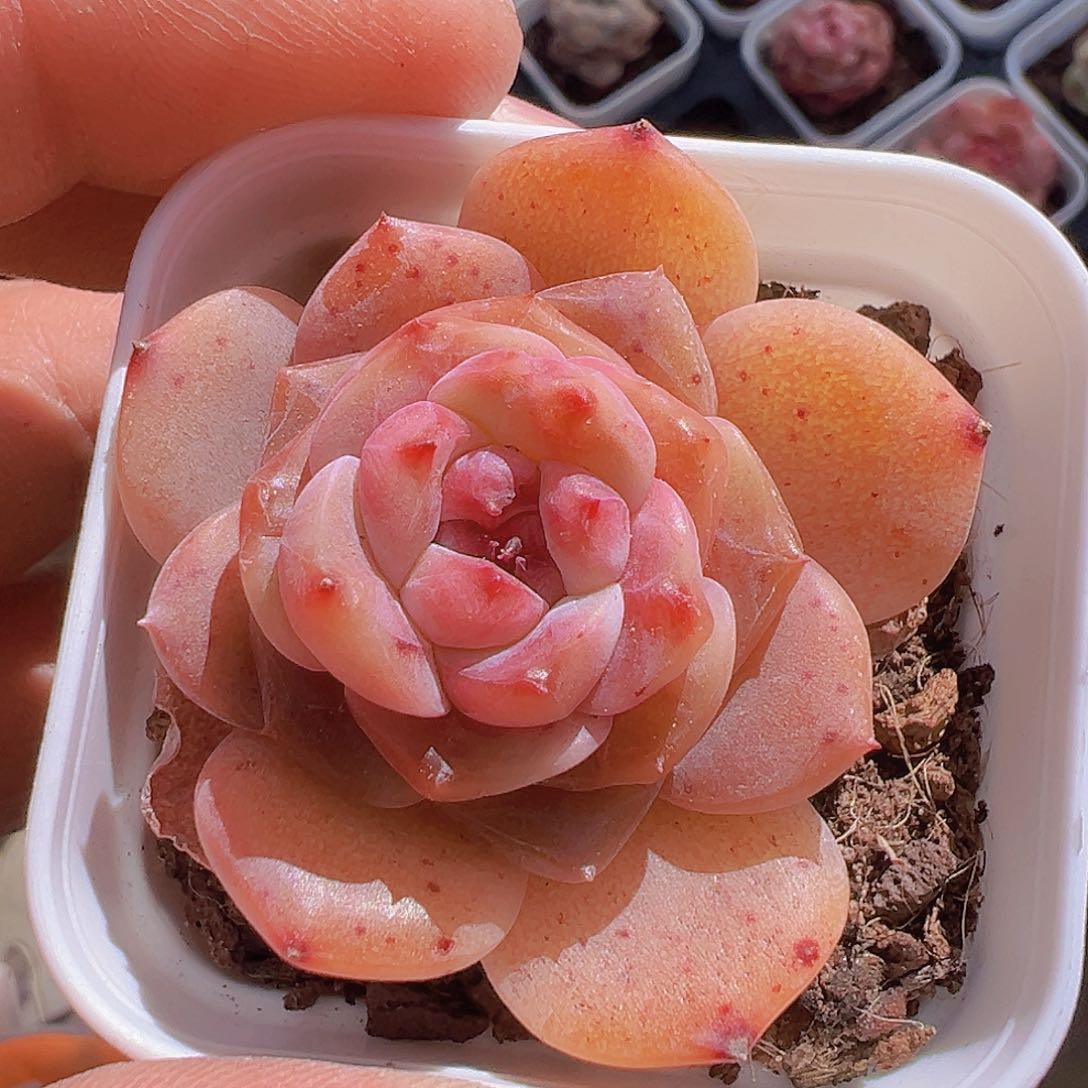 一物一拍30包邮6666