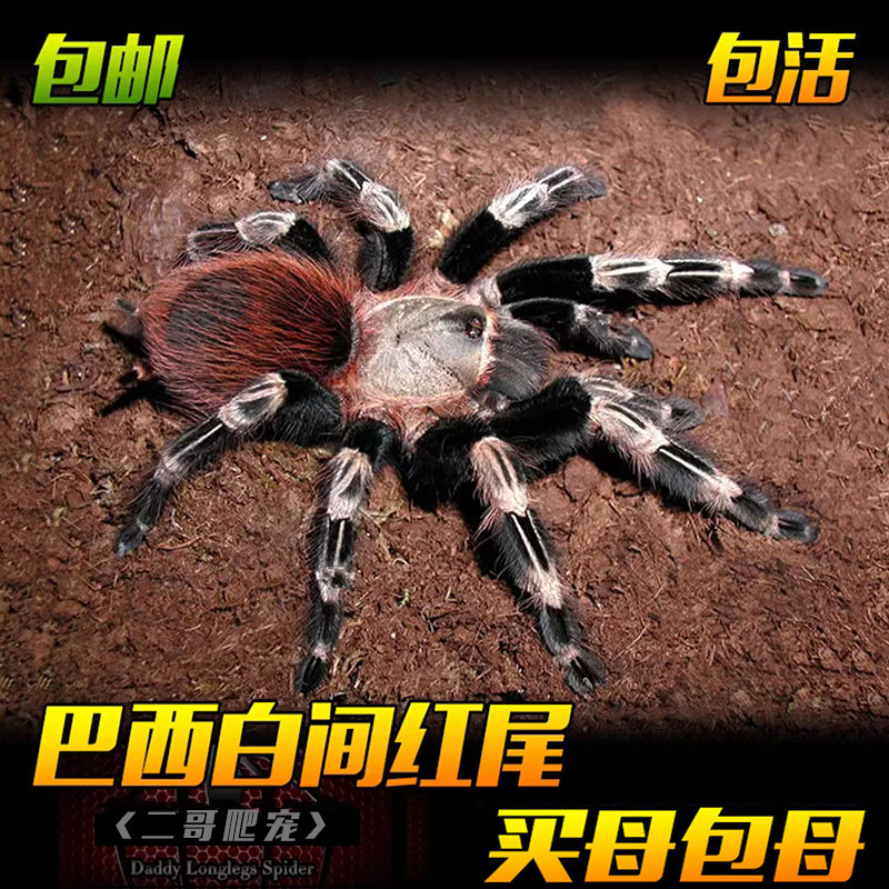 巴西白间红尾蜘蛛宠物活体爬宠色漂亮可上手适合新手温顺蜘蛛宠物