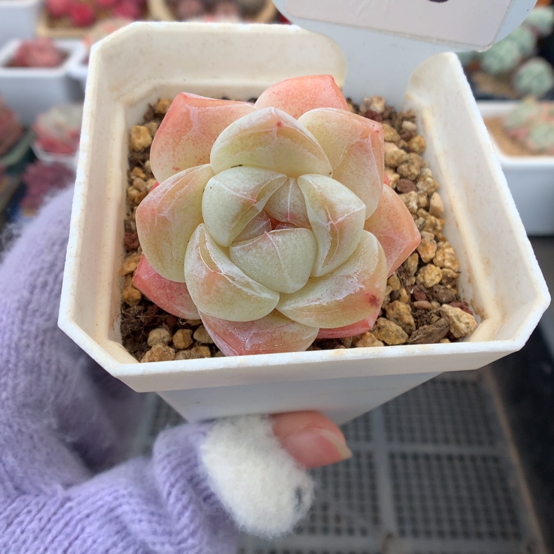 146冰玉多肉植物