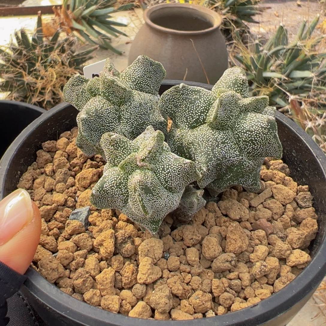 龟甲麒麟Wwwwwwwwwwwwww