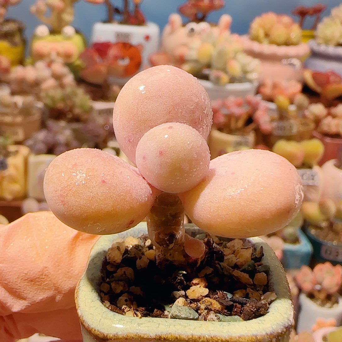 T肥肥蛋黄奶盆口2.5cm