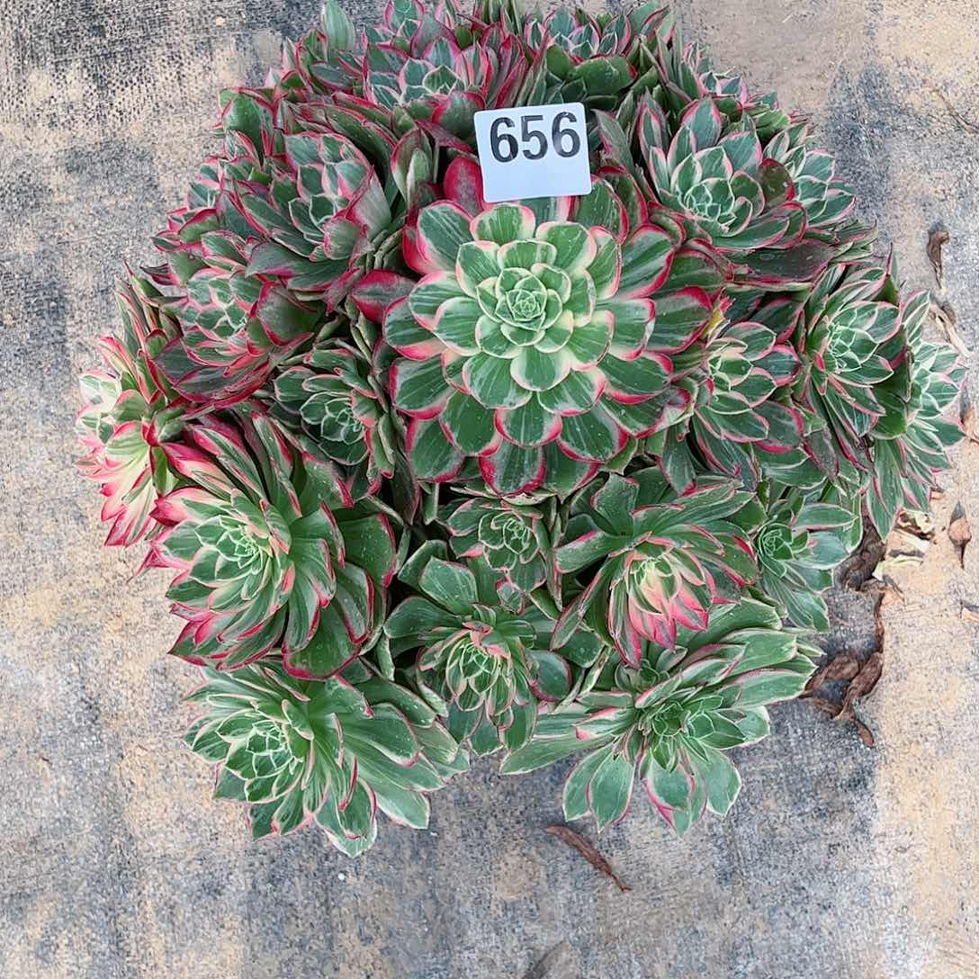 无花朵?***?多肉植物656