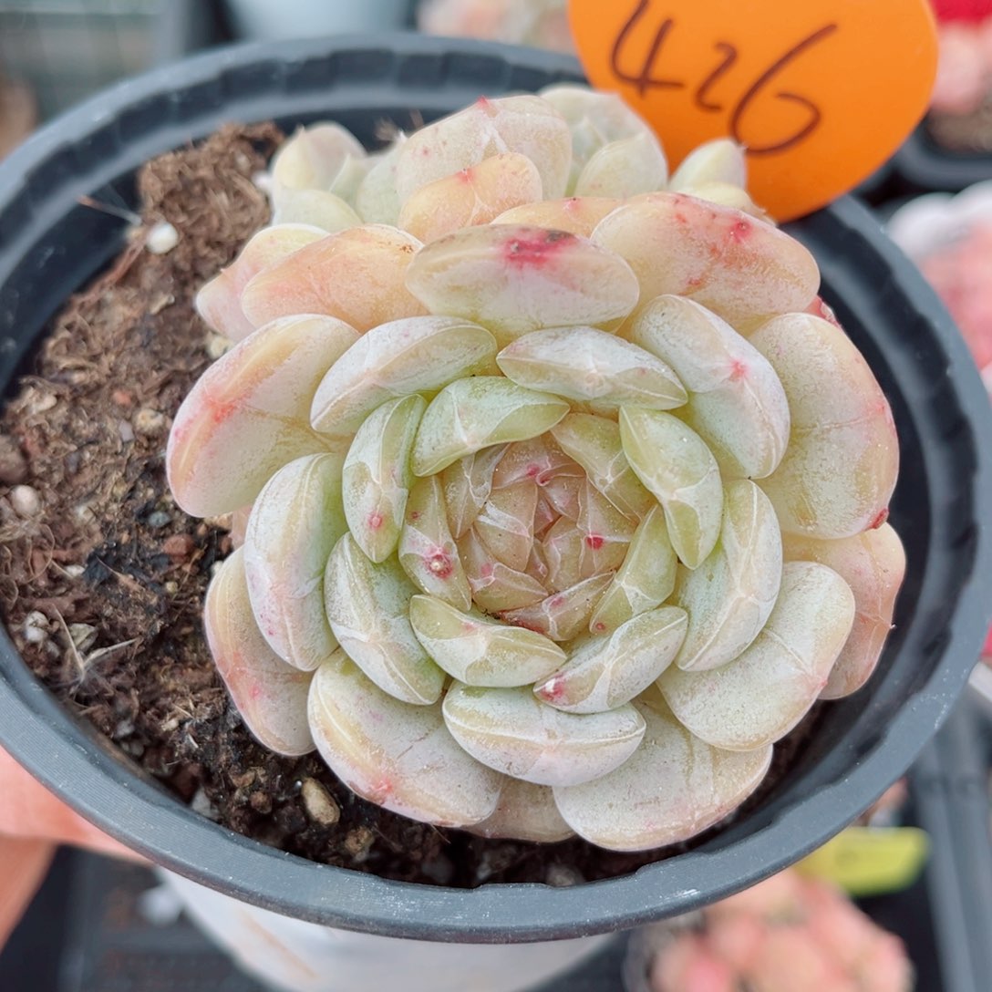 426号小老桩白恋群