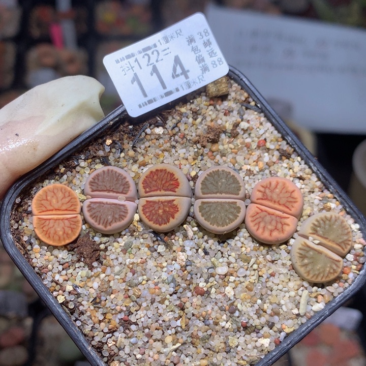 精品生石花122.114