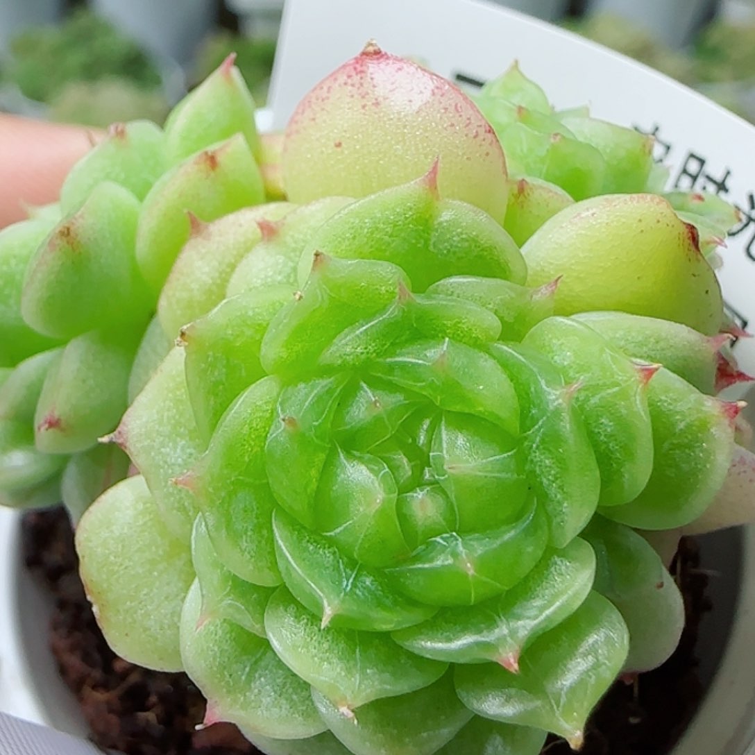 【闪购商品】0611-178（海心）