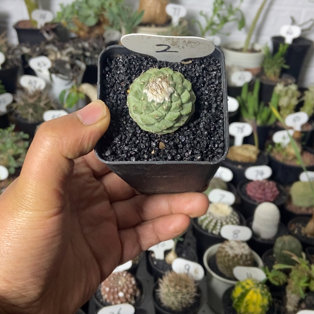 单头菊水一物一拍