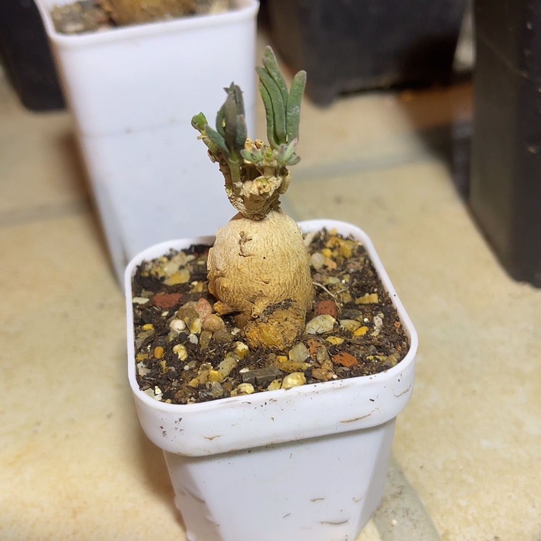 冰花块根一物一拍