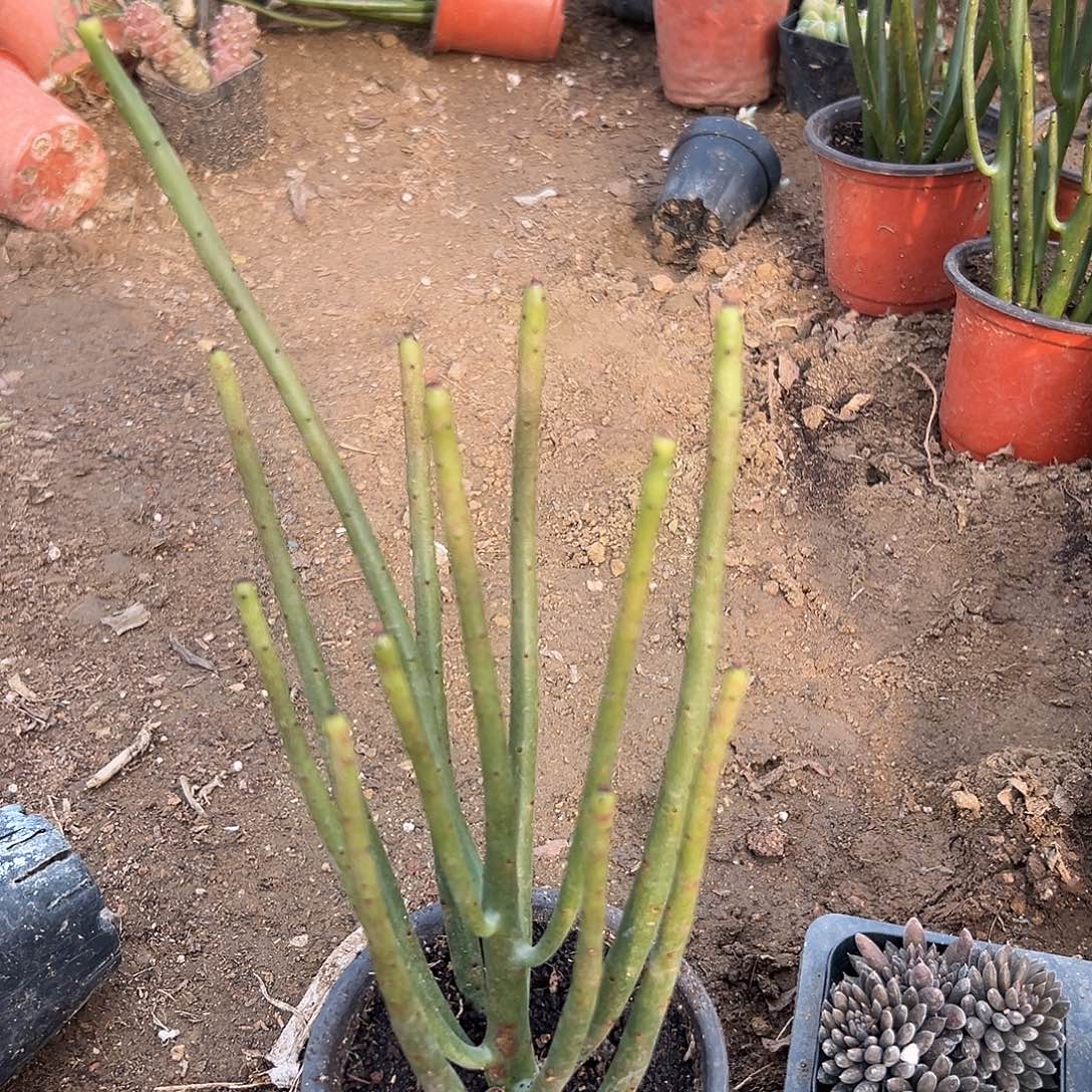 多肉植物光棍树群