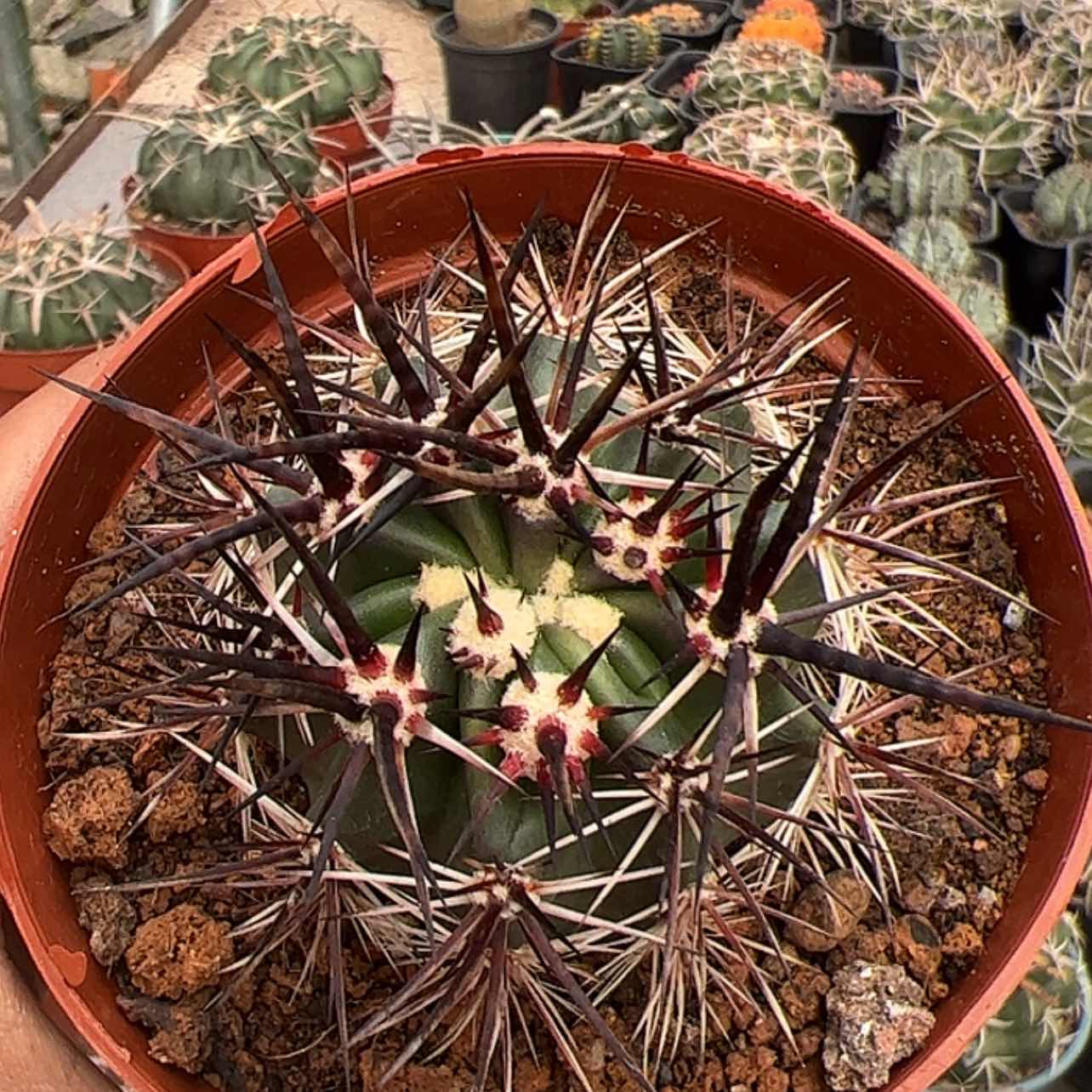 【闪购商品】实生仙人球