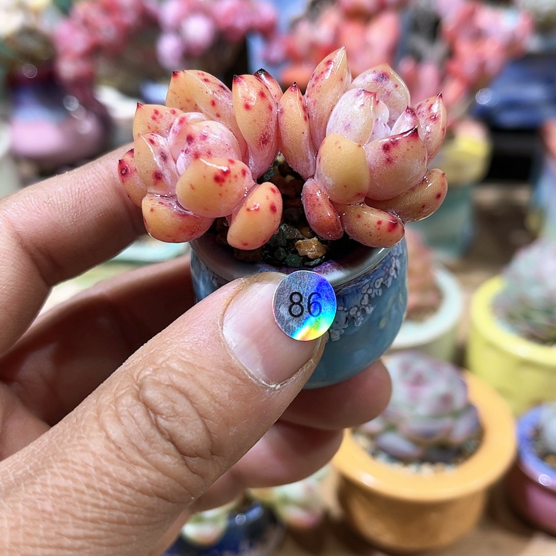 雪天使 含盆含土发货 30包邮偏远除外