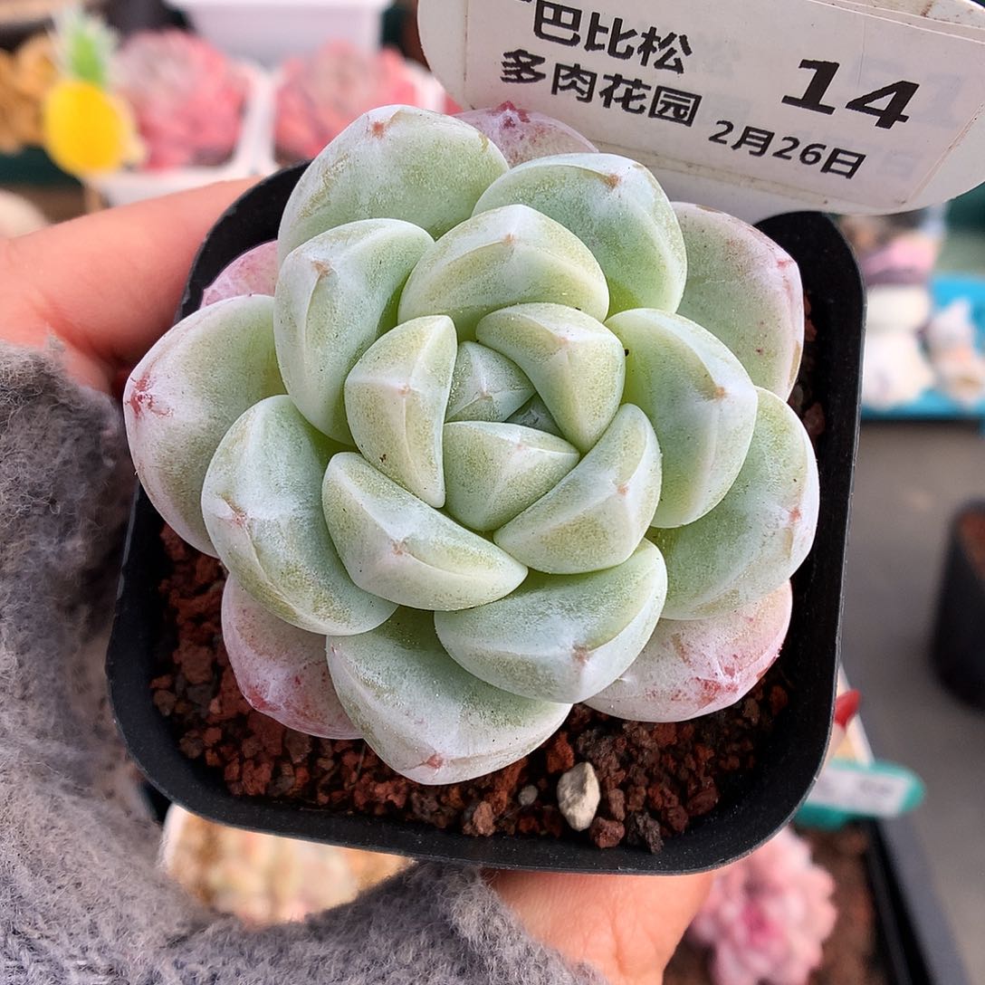 14透透冰宝宝多肉植物