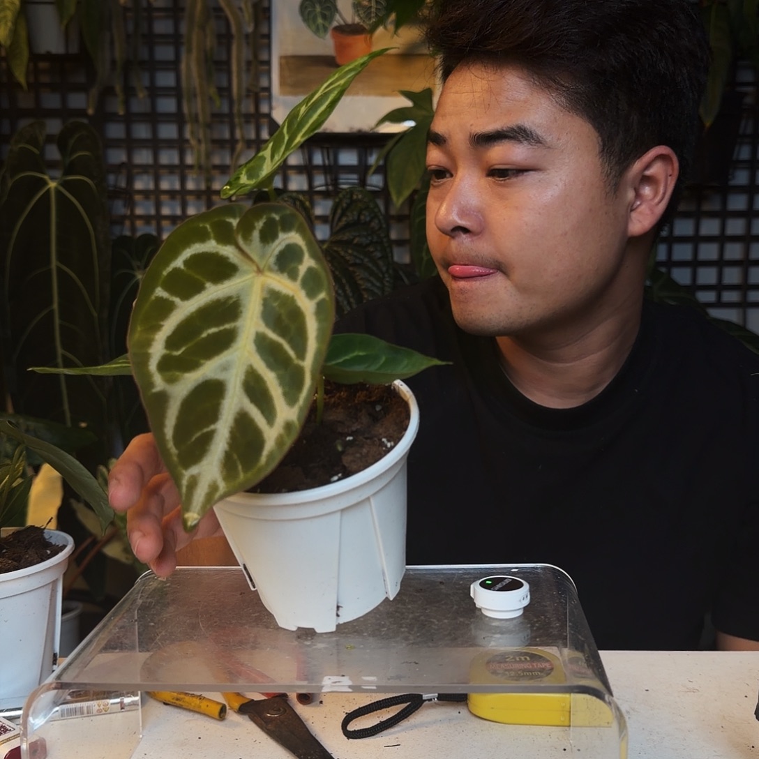 完全开放B46粗脉撕裂纹