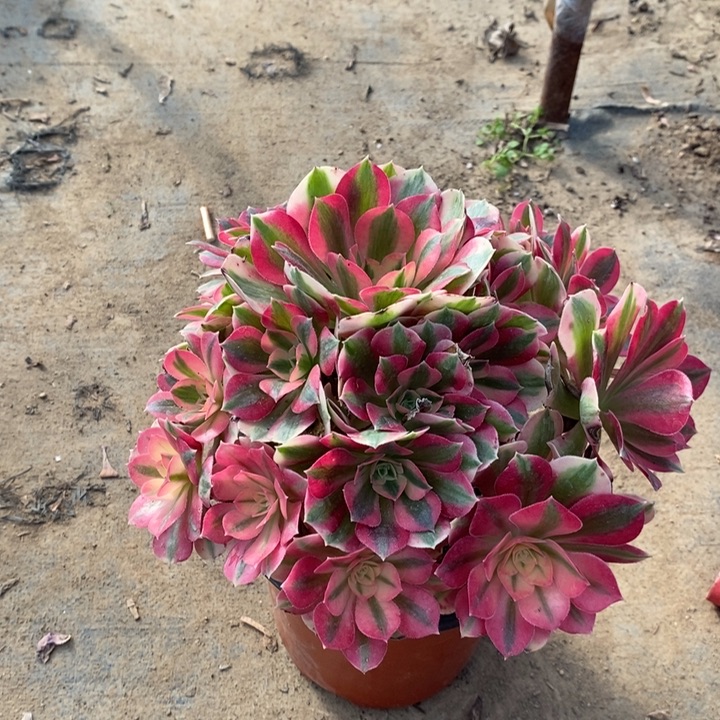 粉女巫多肉植物17。  