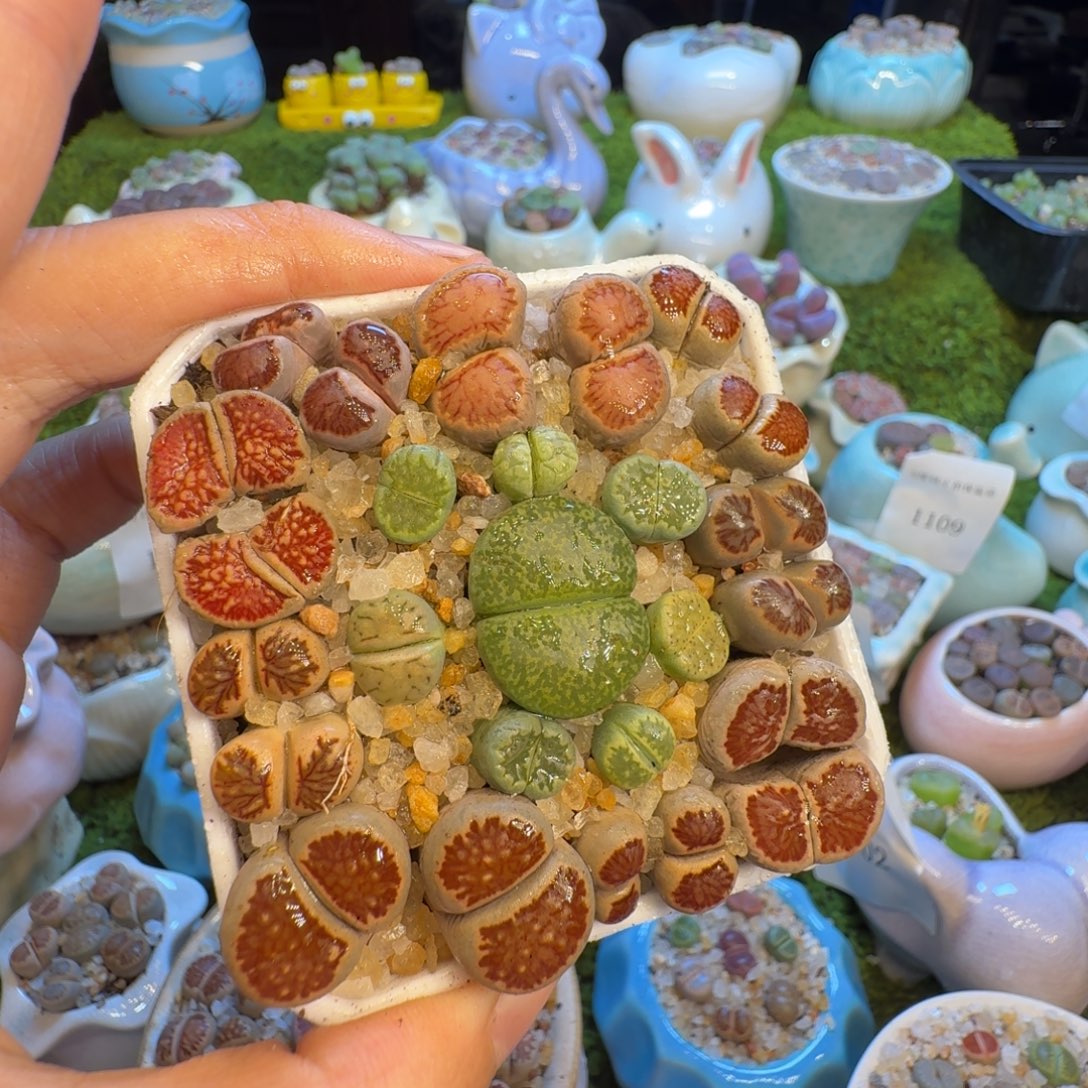 夏***风多肉植物福利冲1184