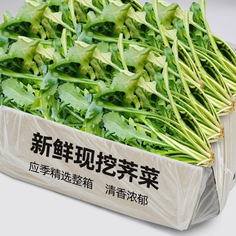 新鲜现挖野生荠菜应季荠菜野菜白花荠菜新鲜蔬菜地丁菜整箱精选