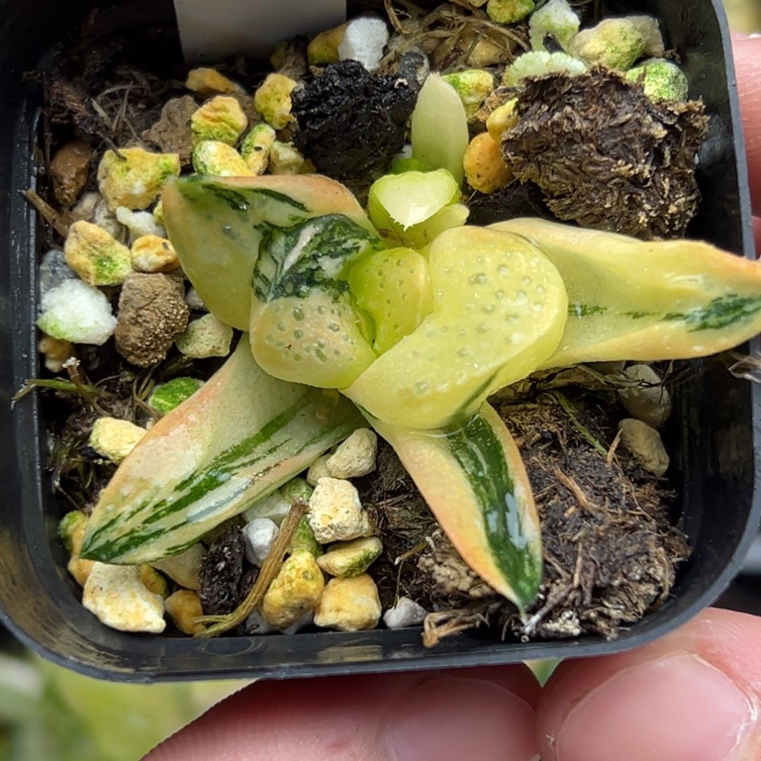 113紫禁城寿锦一物一拍