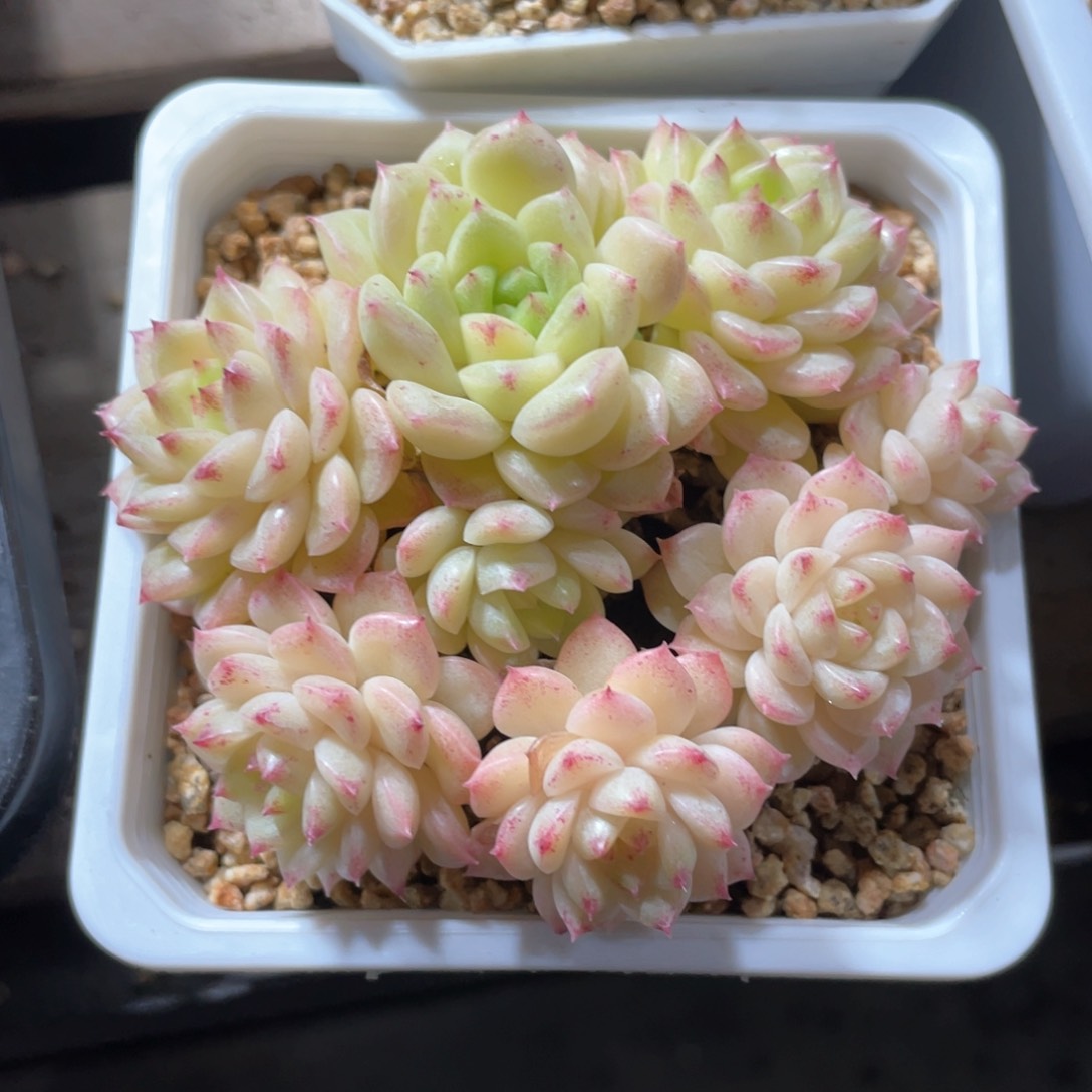 优选麦杆爬地飘枝1243