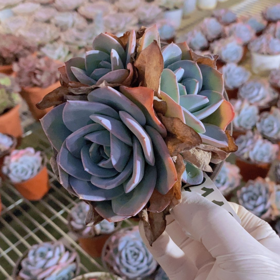 2118布鲁蓝一物一拍