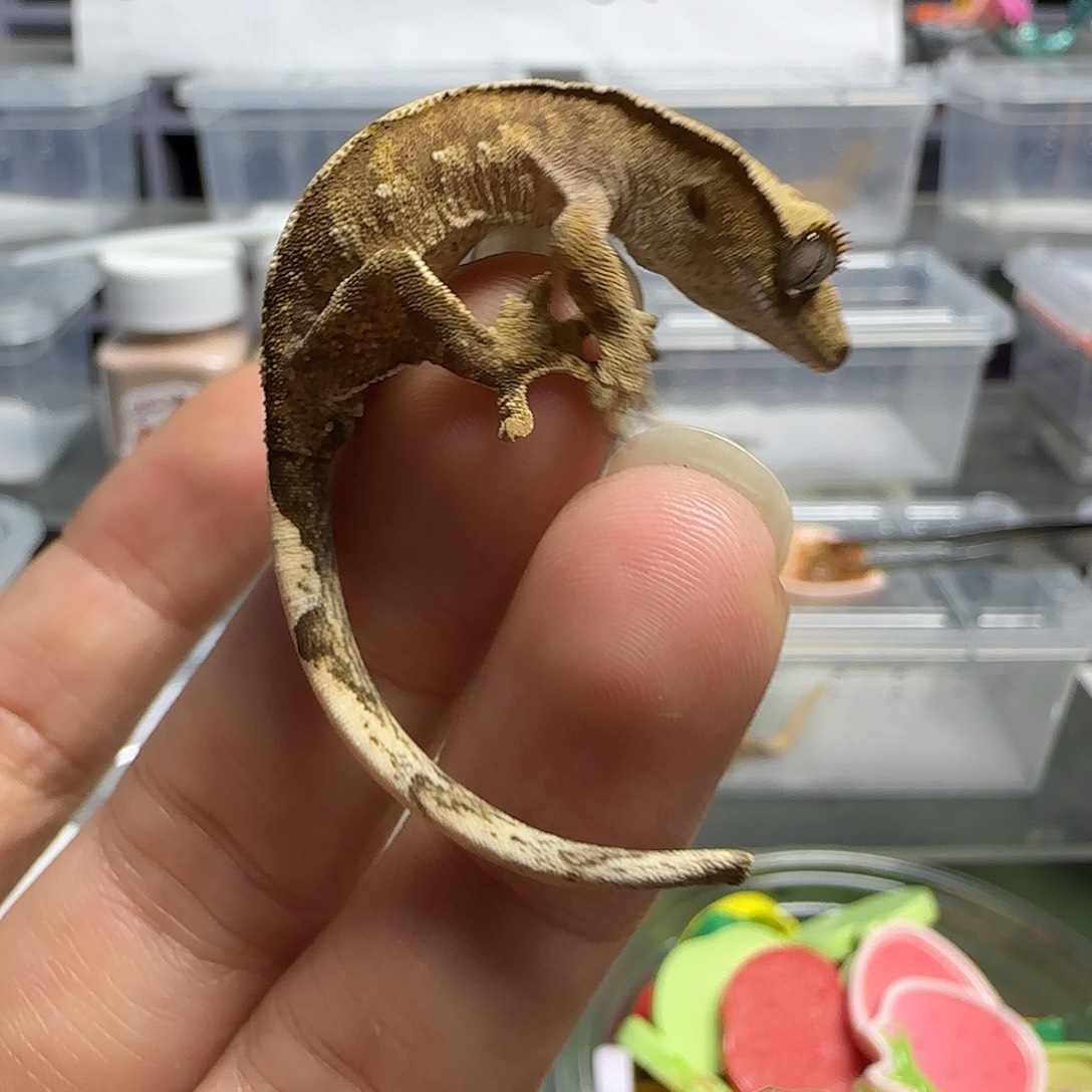 睫角守宫奶油睫角守宫大幼