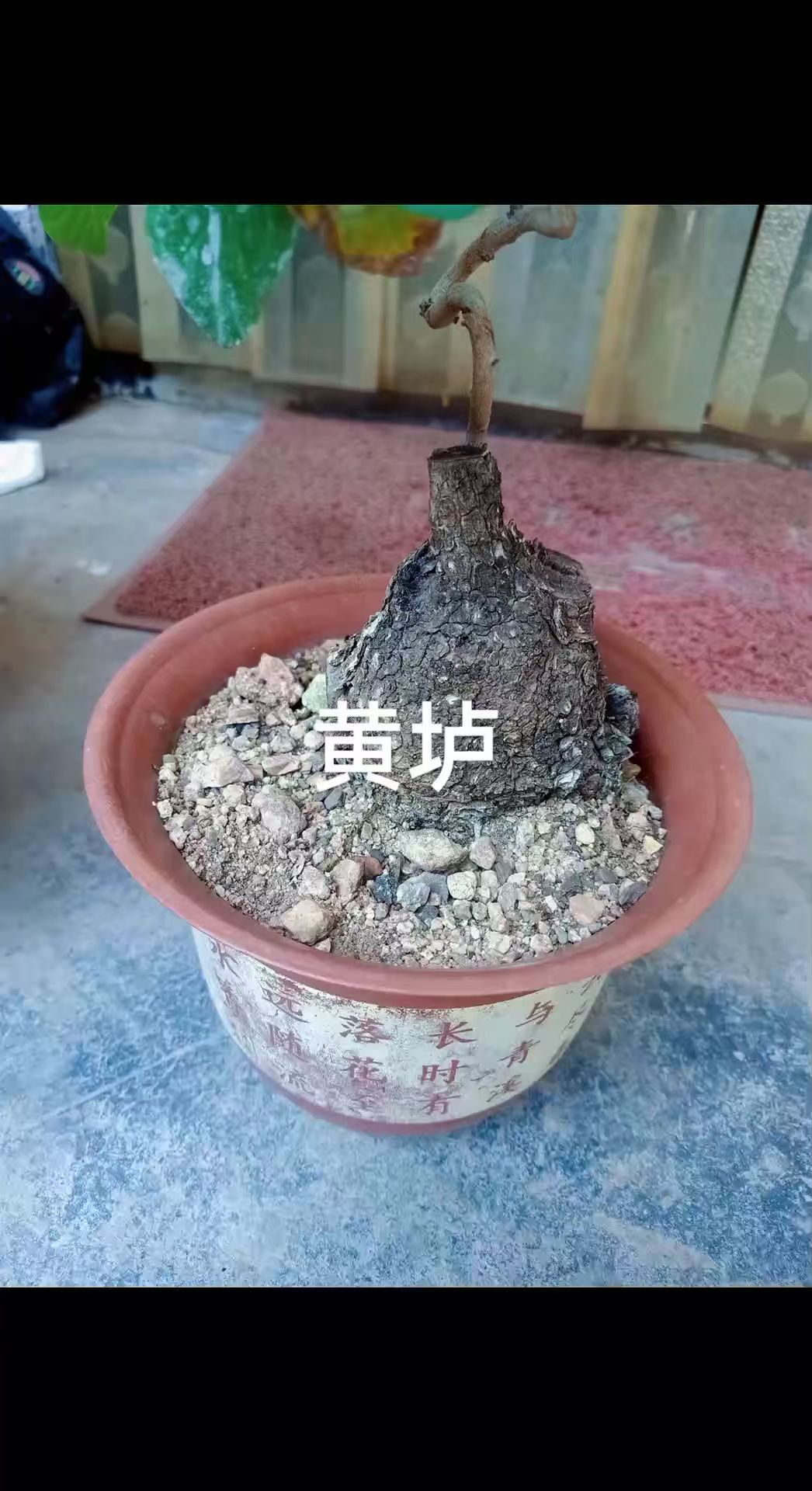 精美盆景绿植黄垆
