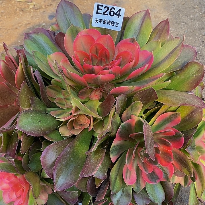 多肉雅典娜264多肉