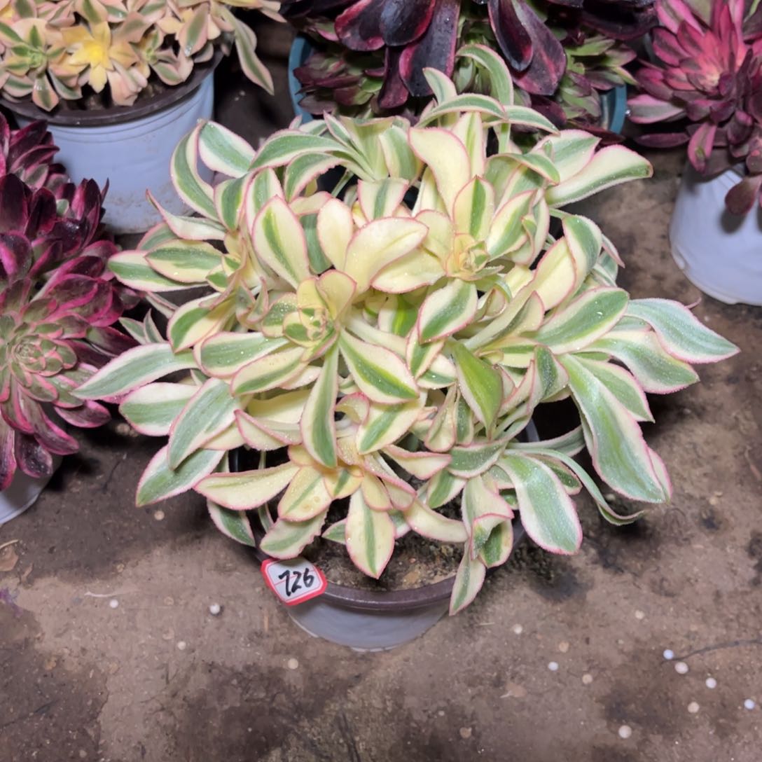 726多肉植物艳姿锦