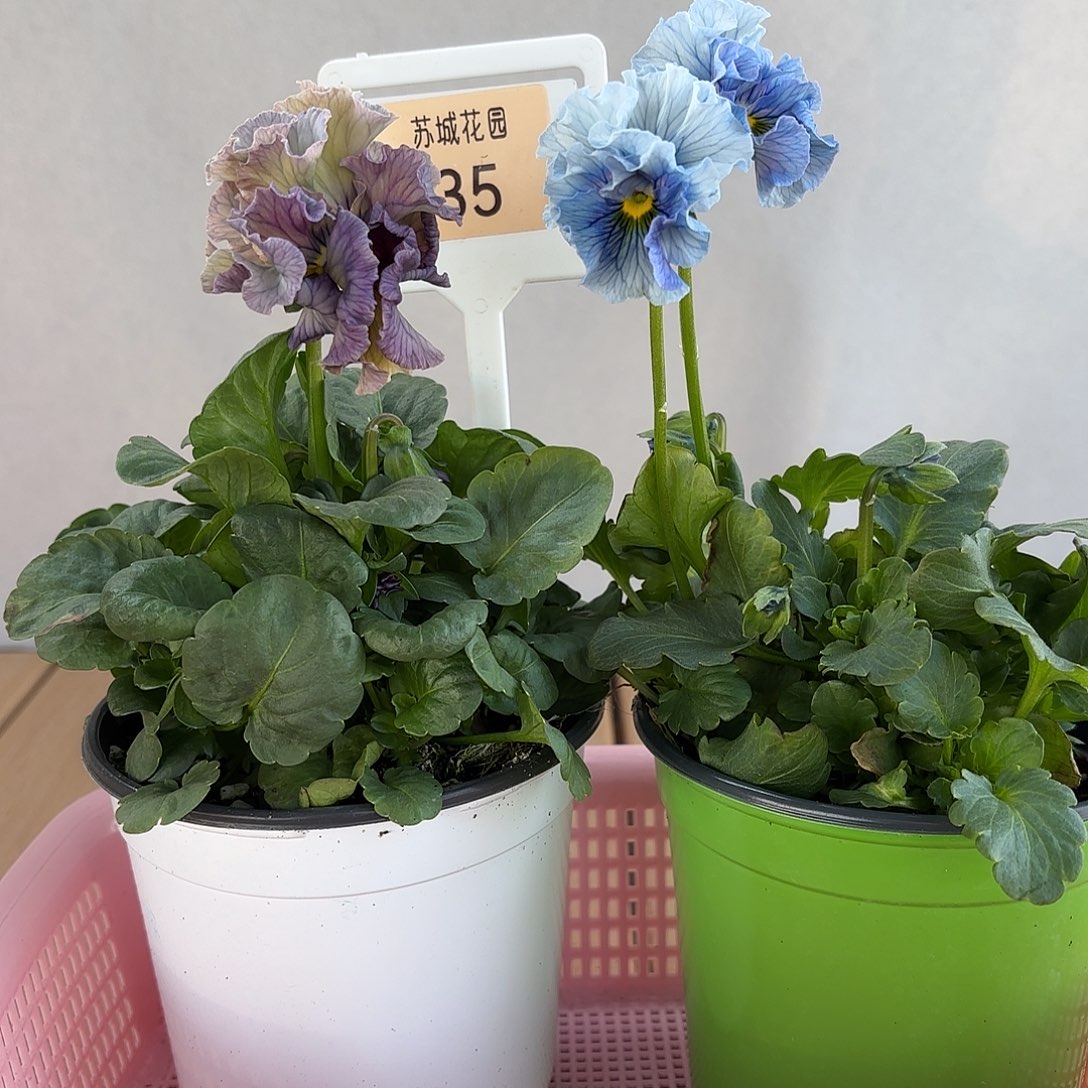 大部分开放少量花苞35