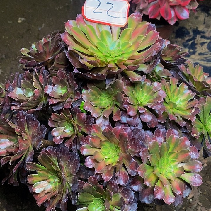 彩霞中斑老桩捧花22