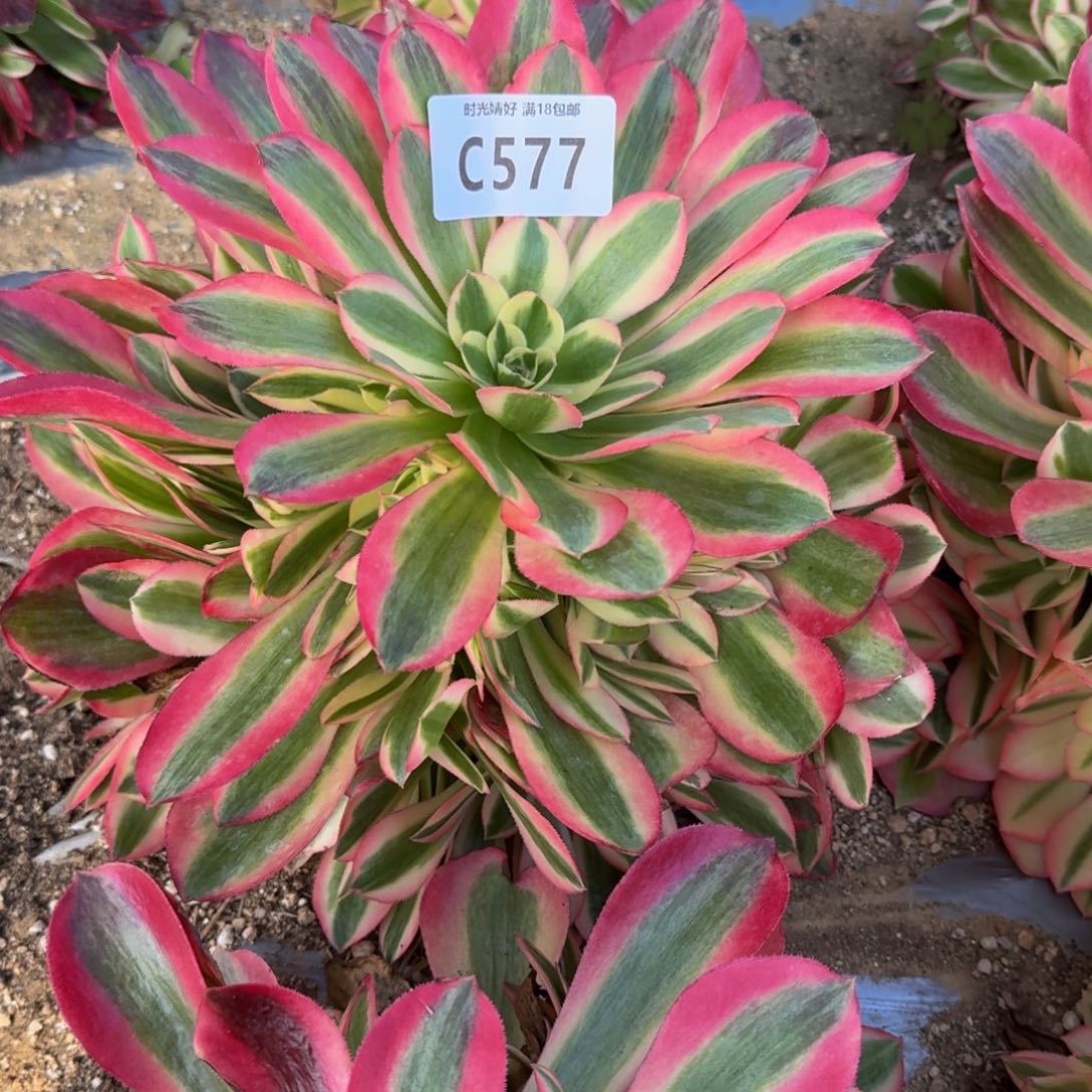 577粉女巫多肉植物