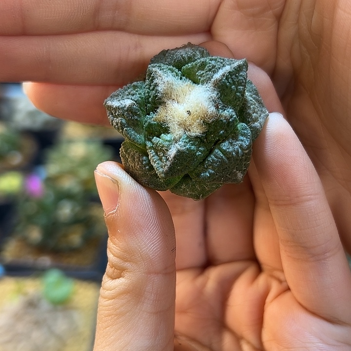 29号自根龟甲牡丹3.6公分