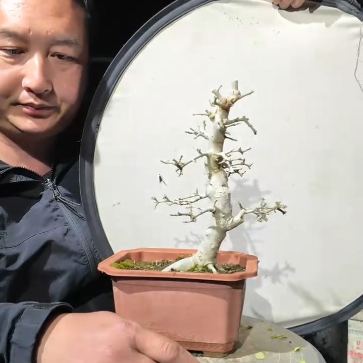 无花朵对节白蜡盆景