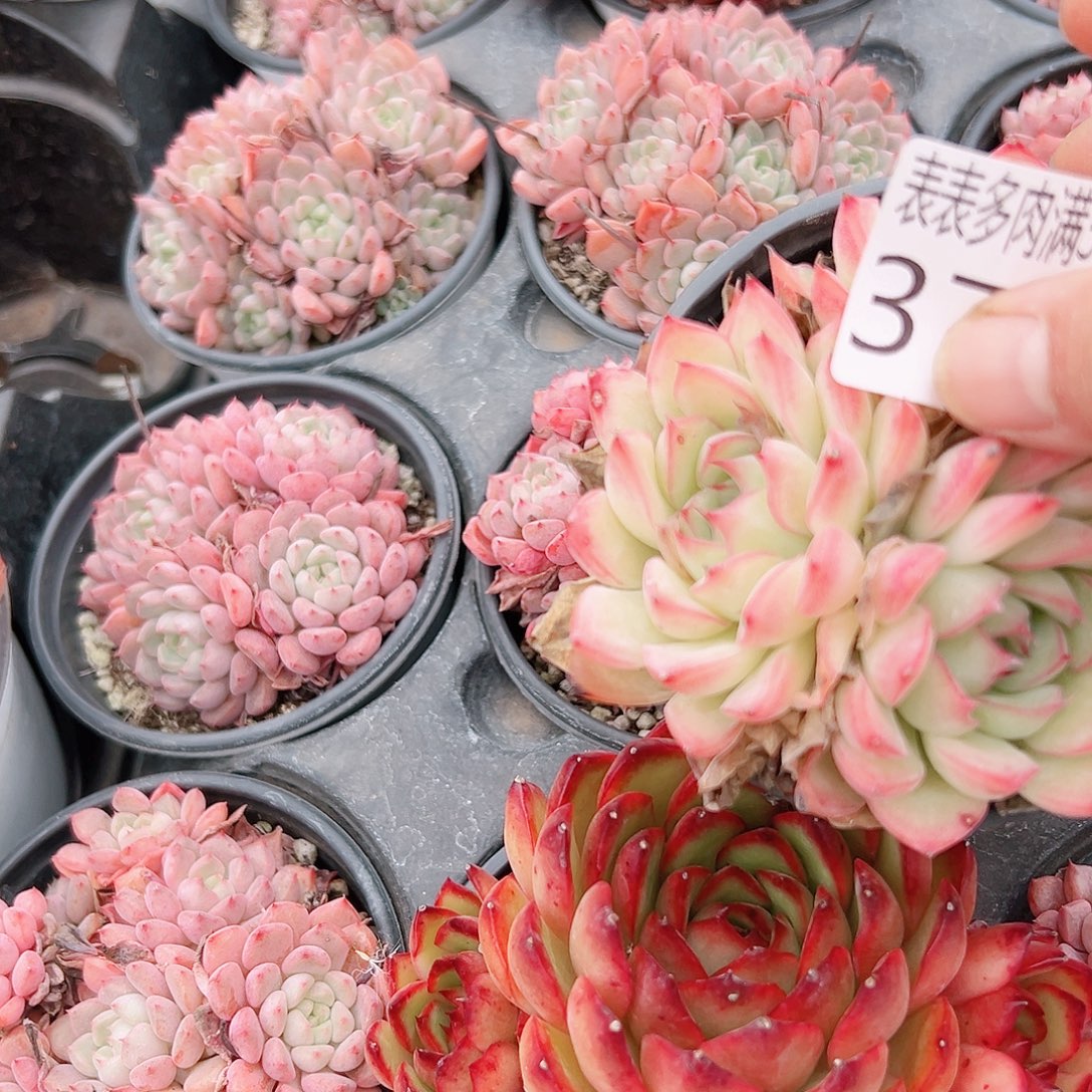 轻***莲无花朵多肉一物一拍植物3718