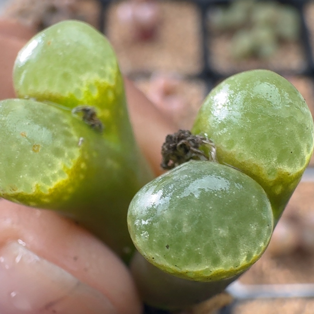 1453.9粉樱风铃玉肉锥植物3415