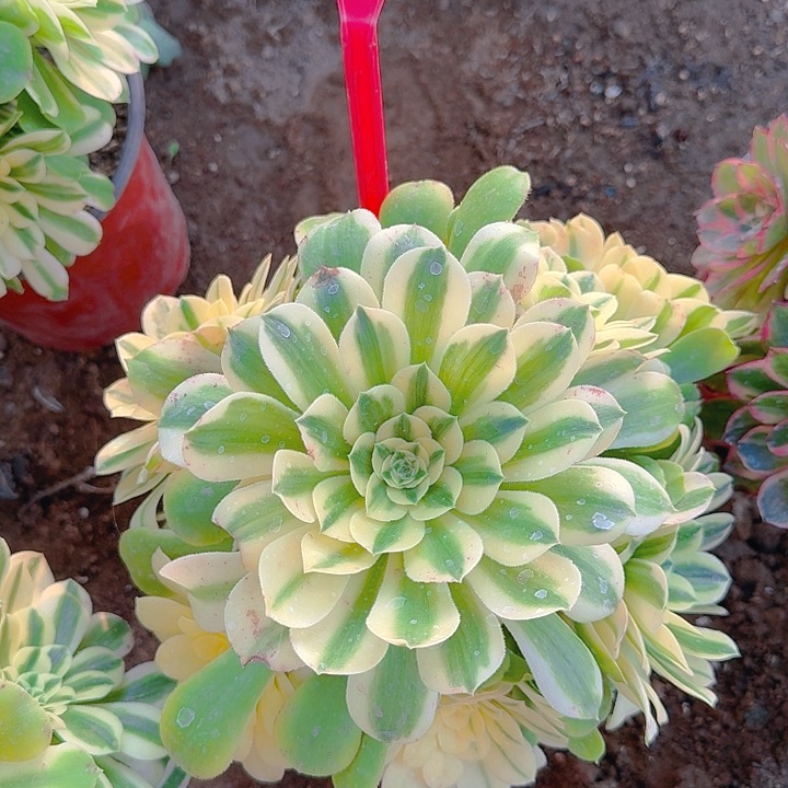 1-16辛尼亚多肉法师