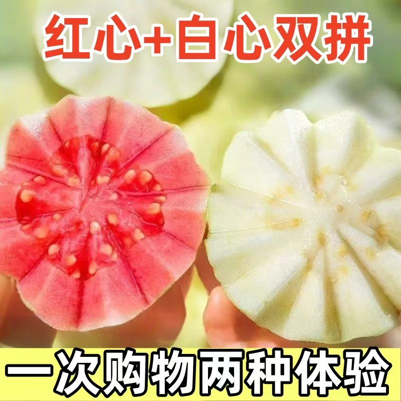 【3号链接】红心+白心软芭乐（产地直发）