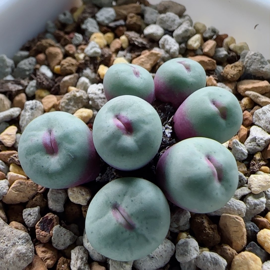 1-22-11-3当天满58包邮中型嘟嘟嘴多肉脱土