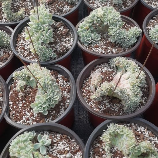 丝绸面纱超白锦缀化